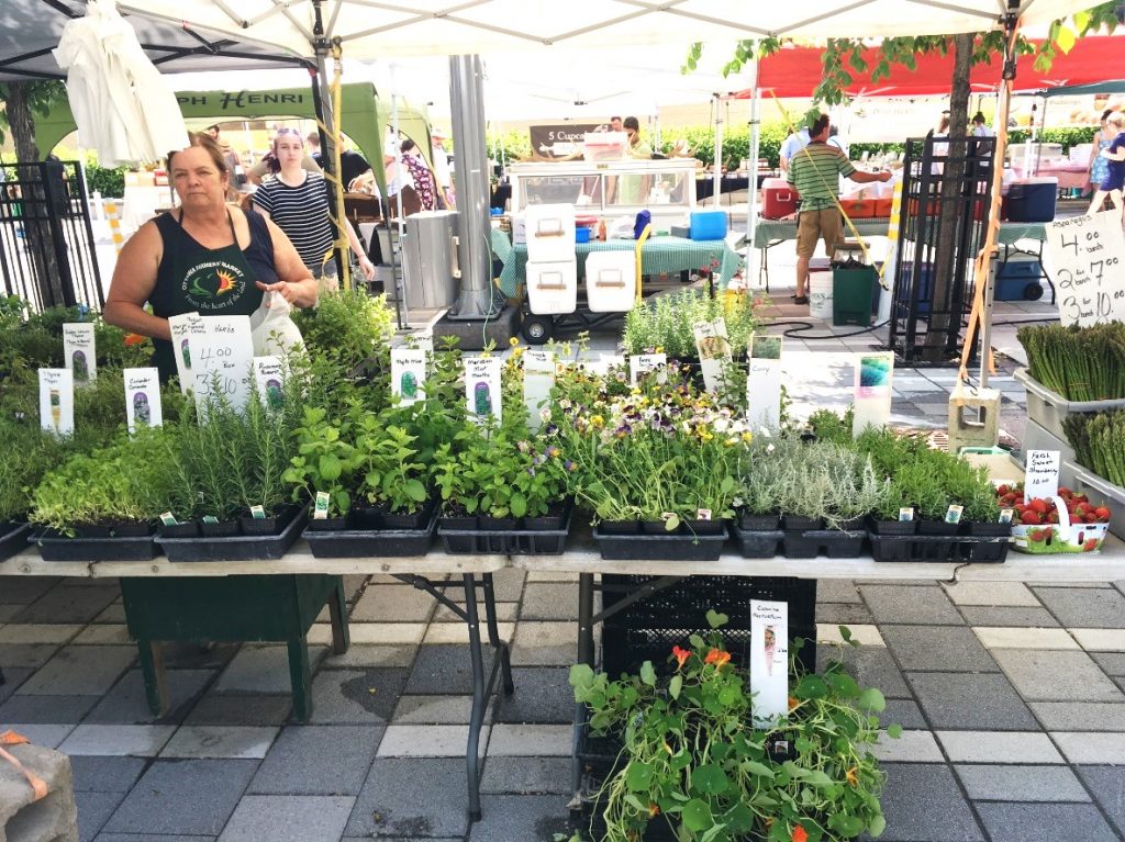 Local herb stand at the Ottawa Farmers’ Market at Lansdowne