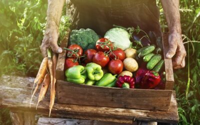 Mangez vos fruits et légumes – et découvrez pourquoi!